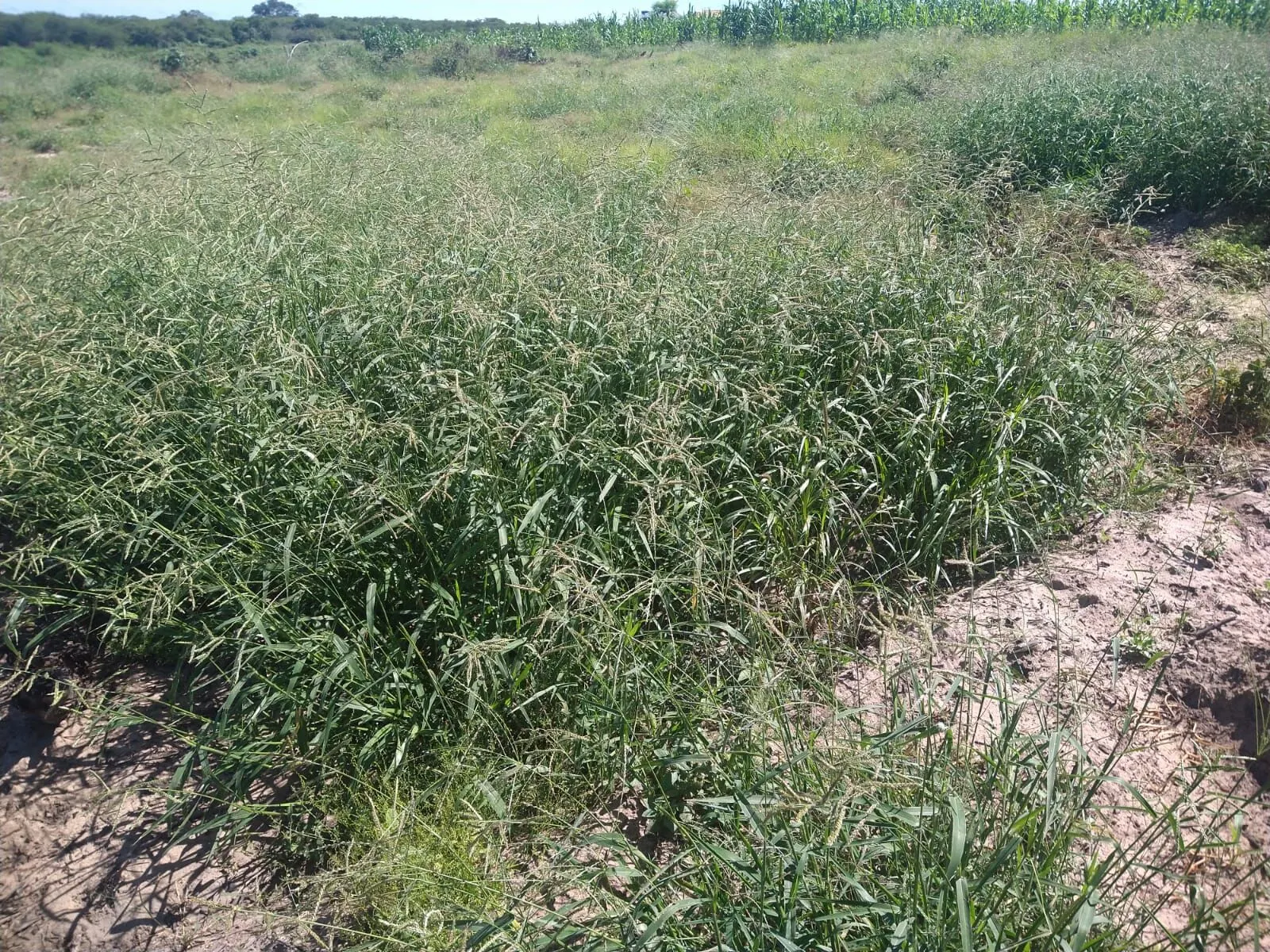 Fazenda à venda de 1.550 ha em Ibotirama, BA, Brasil