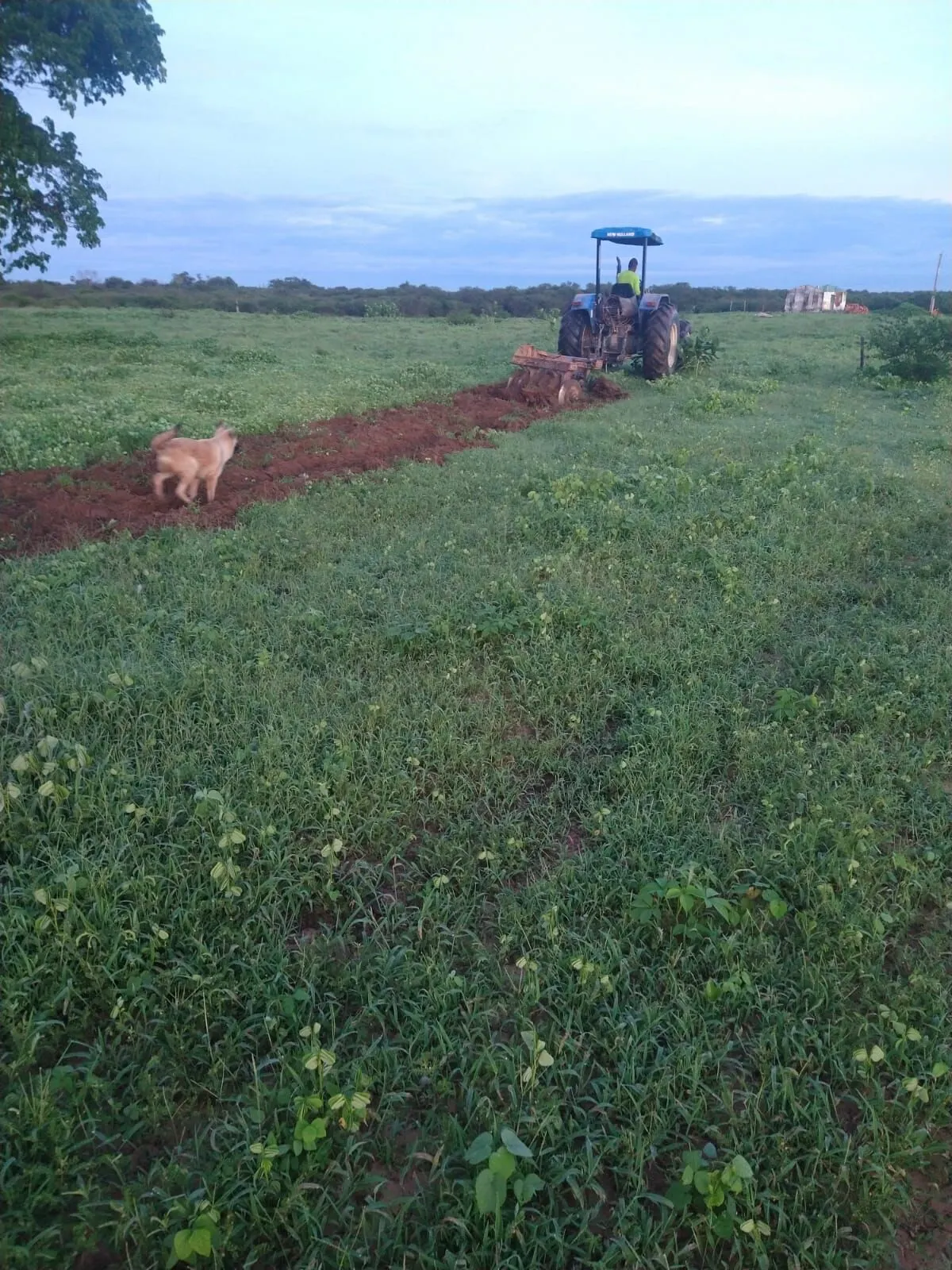 Fazenda à venda de 1.550 ha em Ibotirama, BA, Brasil