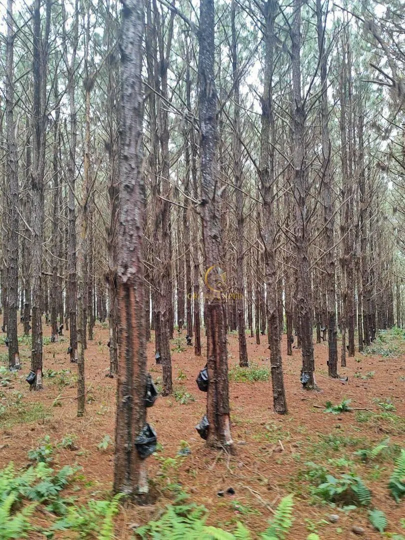 Fazenda à venda de 550 ha em Itapetininga, SP, Brasil