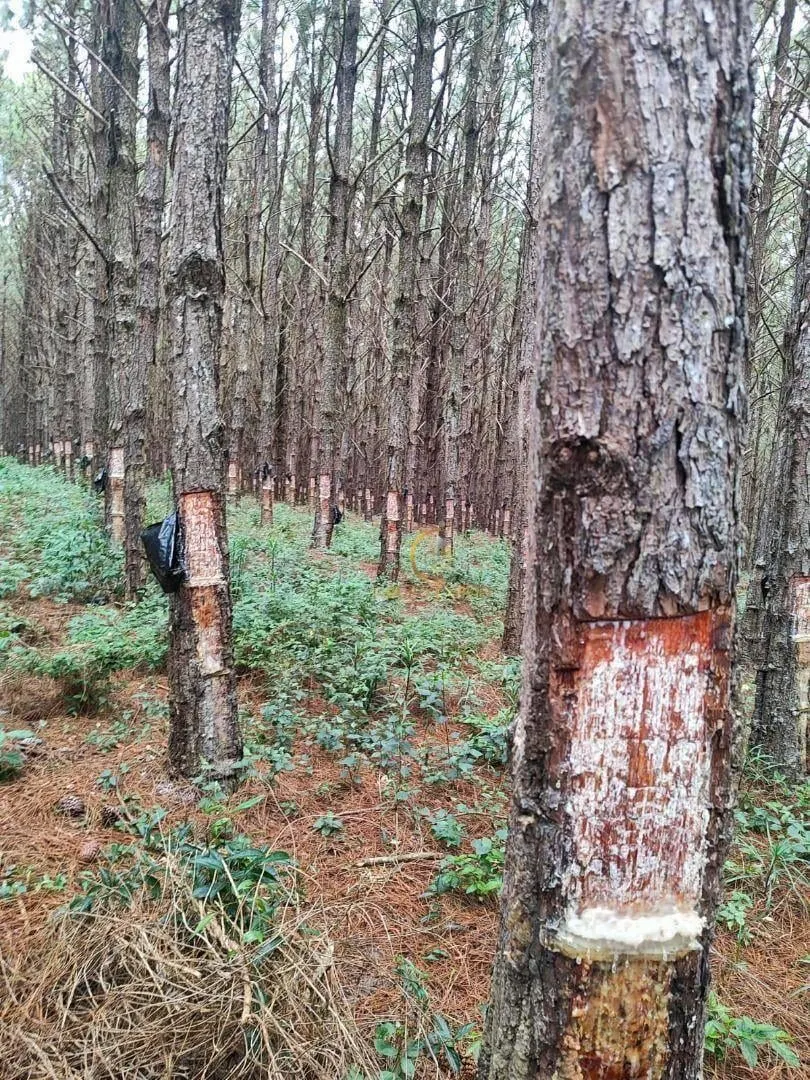 Fazenda à venda de 550 ha em Itapetininga, SP, Brasil
