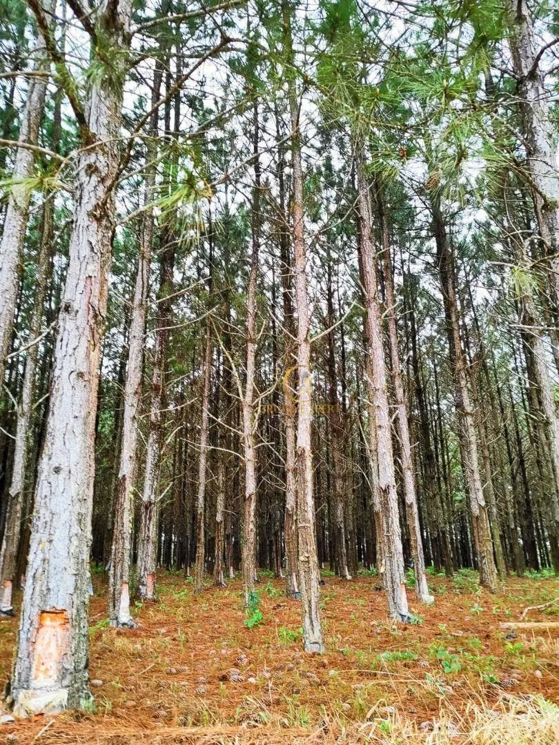 Fazenda à venda de 550 ha em Itapetininga, SP, Brasil