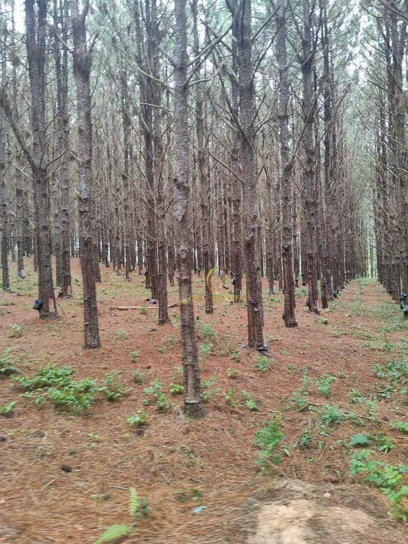 Fazenda à venda de 550 ha em Itapetininga, SP, Brasil