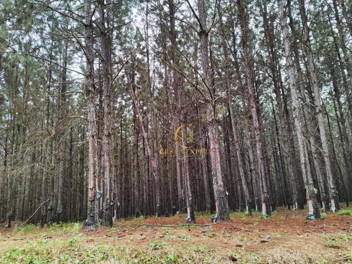 Fazenda à venda de 550 ha em Itapetininga, SP, Brasil