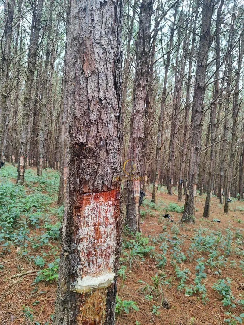 Fazenda à venda de 550 ha em Itapetininga, SP, Brasil