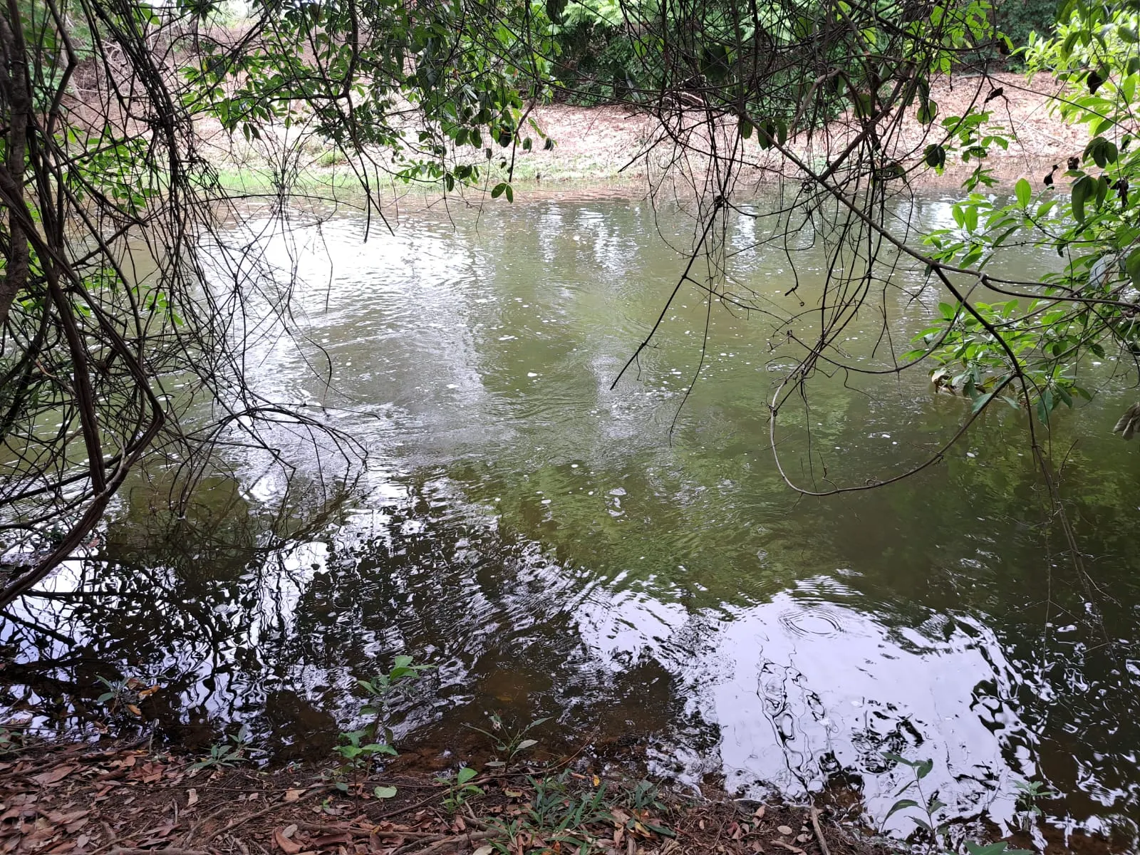 Fazenda à venda de 51 ha em Campo Azul, MG, Brasil