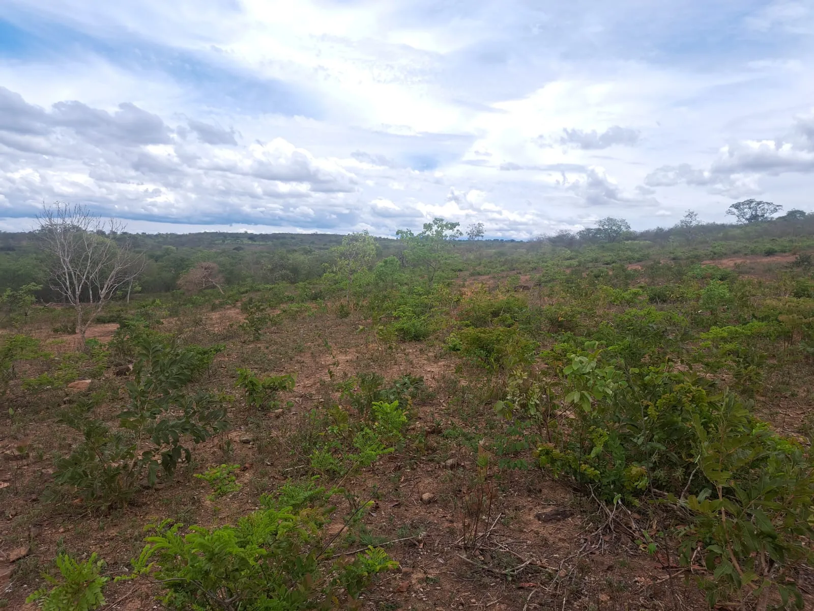 Fazenda à venda de 51 ha em Campo Azul, MG, Brasil