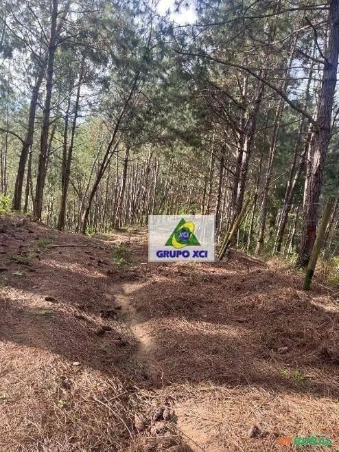 Fazenda à venda de 242 ha em Itapirapuã Paulista, SP, Brasil