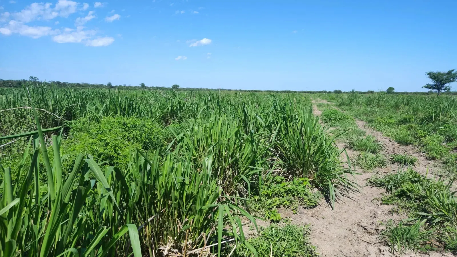 Fazenda para Arrendar de 7.000 ha em Bahía Negra, Paraguai