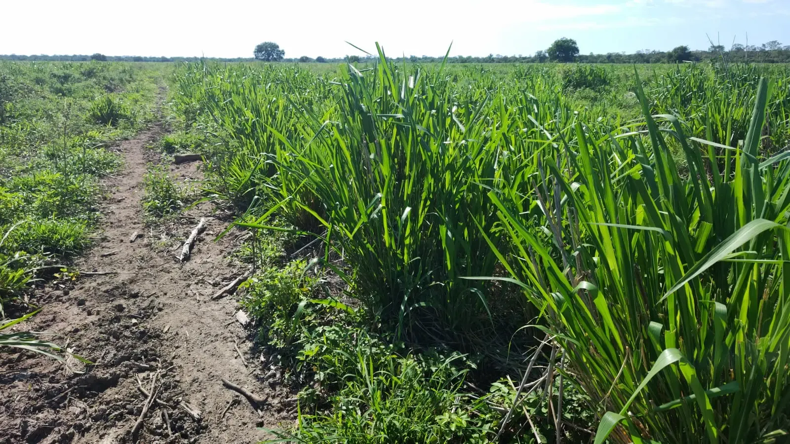 Fazenda para Arrendar de 7.000 ha em Bahía Negra, Paraguai
