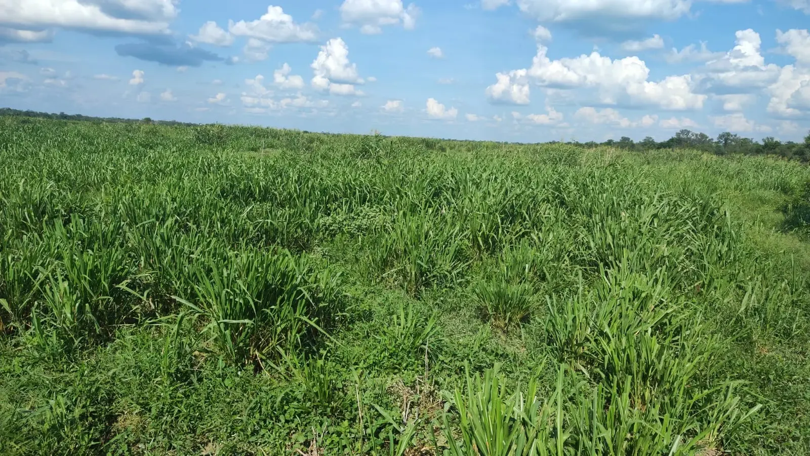 Fazenda para Arrendar de 7.000 ha em Bahía Negra, Paraguai