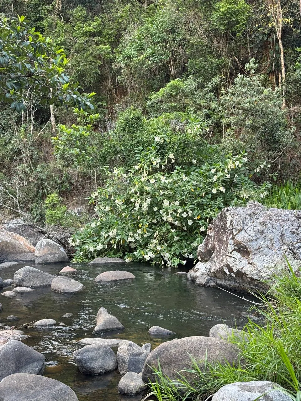 Terreno à venda e para Arrendar de 2 ha em Itamonte, MG, Brasil