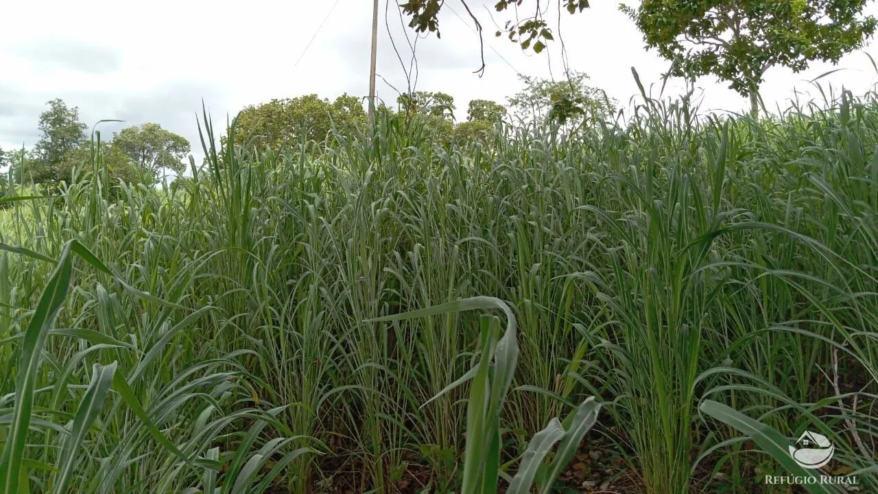 Fazenda à venda de 387 ha em Nova América, GO, Brasil