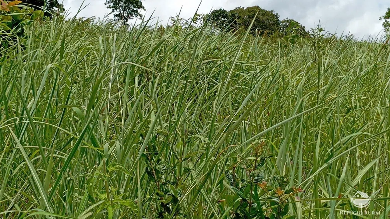 Fazenda à venda de 387 ha em Nova América, GO, Brasil