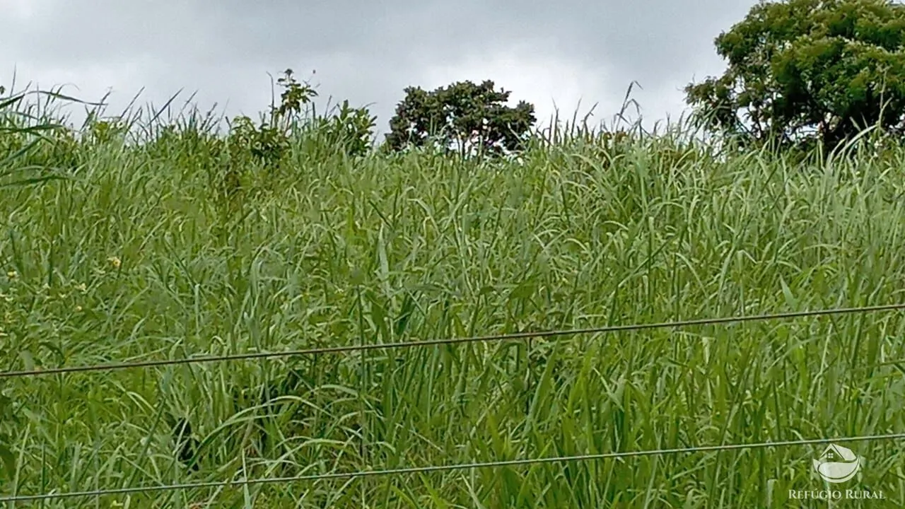 Fazenda à venda de 387 ha em Nova América, GO, Brasil