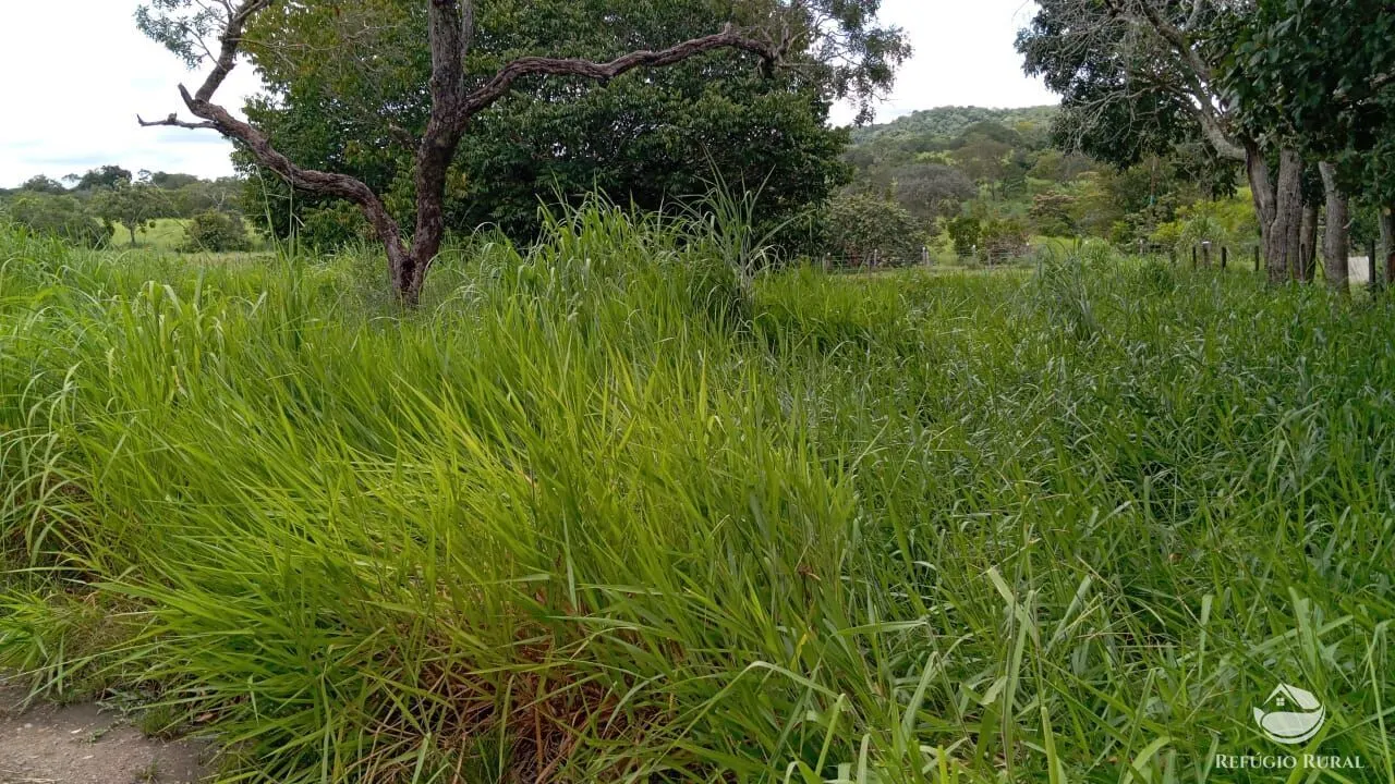 Fazenda à venda de 387 ha em Nova América, GO, Brasil