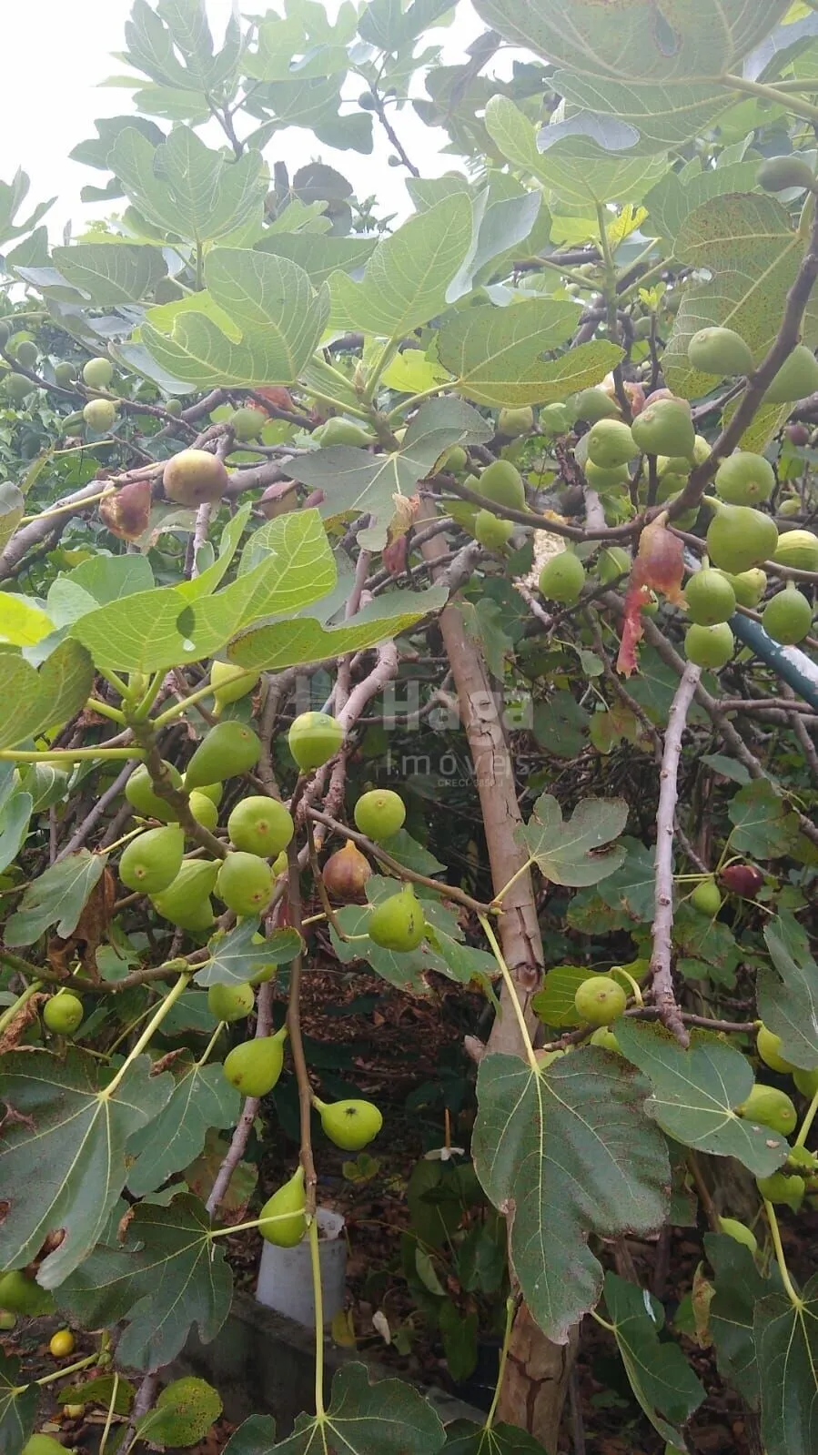 Chácara à venda de 5 ha em Brusque, SC, Brasil