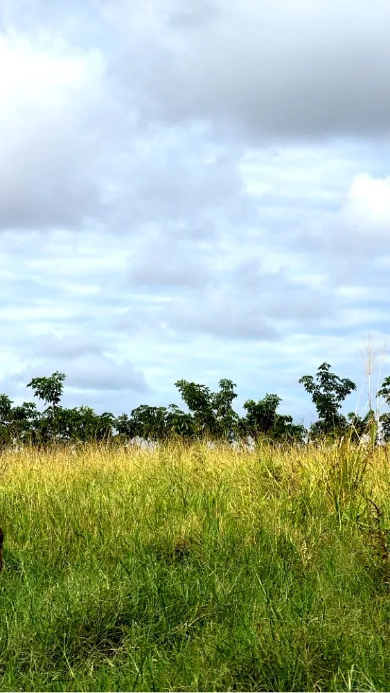 Sítio à venda de 16 ha em Araçatuba, SP, Brasil