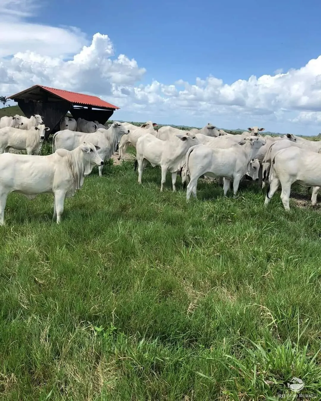 Fazenda à venda de 6.000 ha em Bom Jardim, MA, Brasil