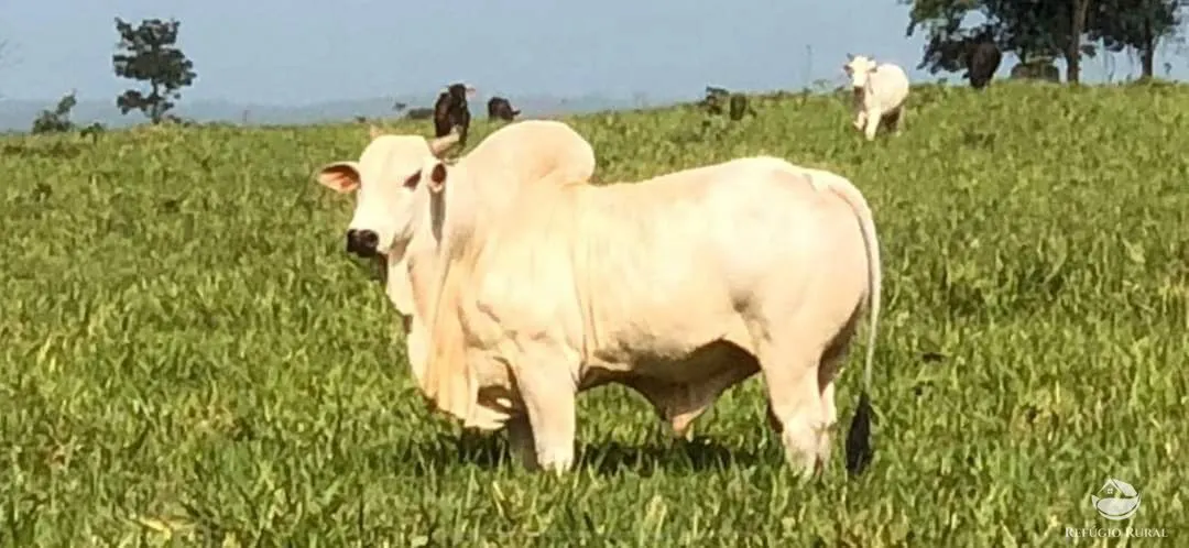 Fazenda à venda de 6.000 ha em Bom Jardim, MA, Brasil