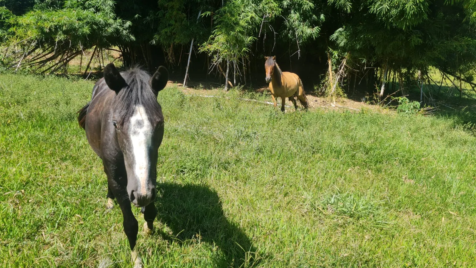 Chácara à venda de 15 ha em Piraju, SP, Brasil