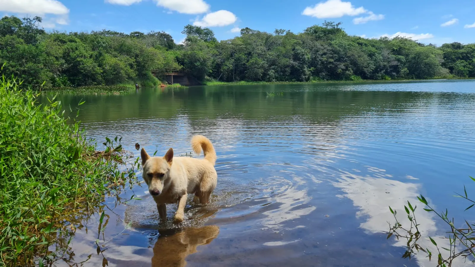 Chácara à venda de 15 ha em Piraju, SP, Brasil