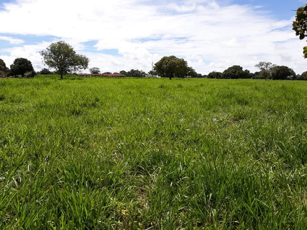 Fazenda à venda de 1.212 ha em Porangatu, GO, Brasil