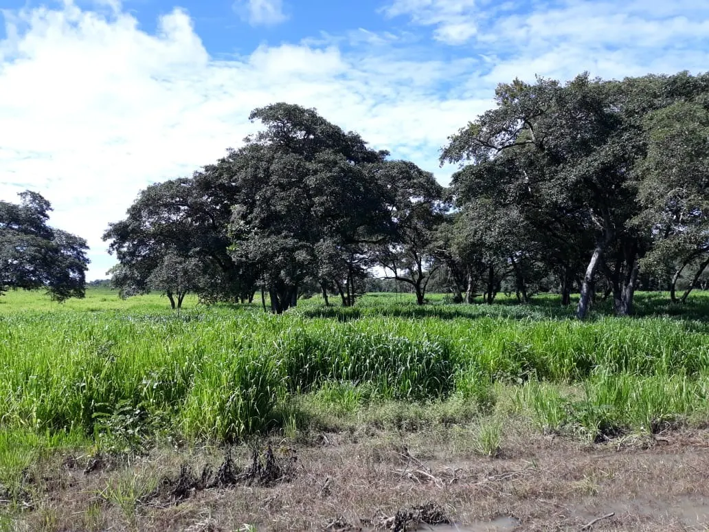 Fazenda à venda de 1.212 ha em Porangatu, GO, Brasil