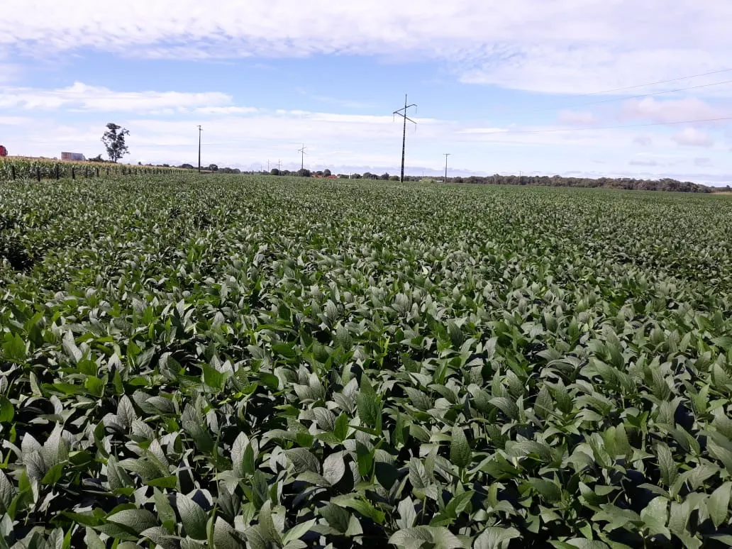 Fazenda à venda de 1.212 ha em Porangatu, GO, Brasil