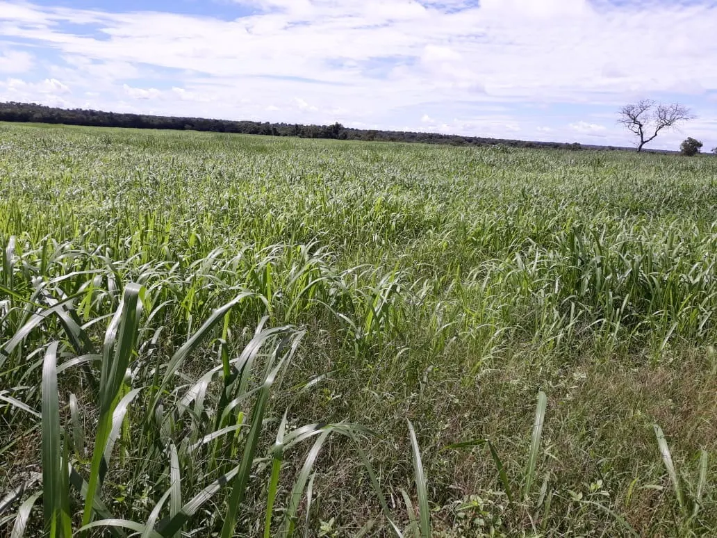 Fazenda à venda de 1.212 ha em Porangatu, GO, Brasil