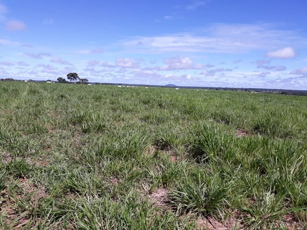 Fazenda à venda de 1.212 ha em Porangatu, GO, Brasil