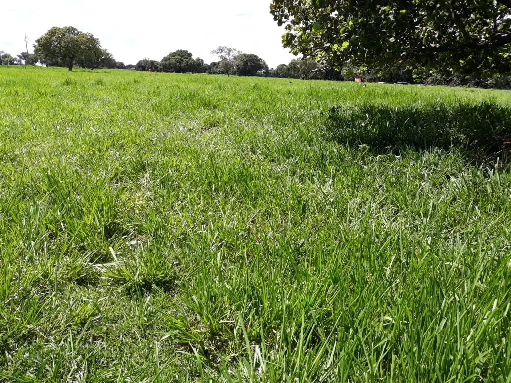Fazenda à venda de 1.212 ha em Porangatu, GO, Brasil