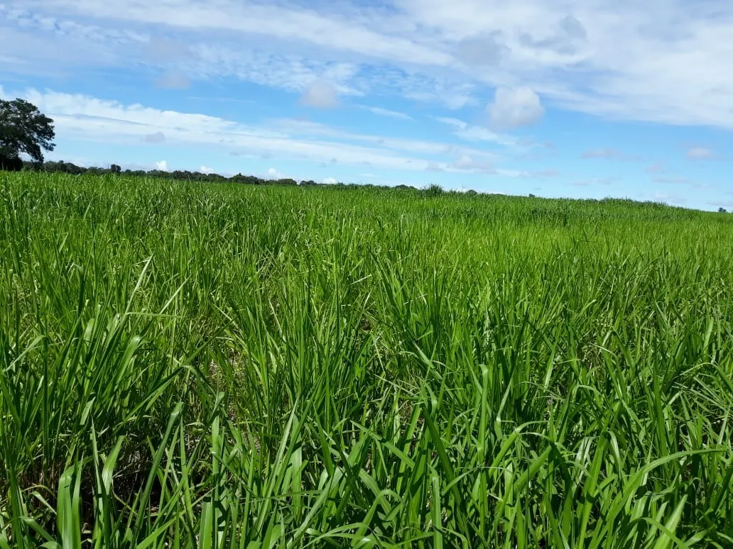 Fazenda à venda de 1.212 ha em Porangatu, GO, Brasil