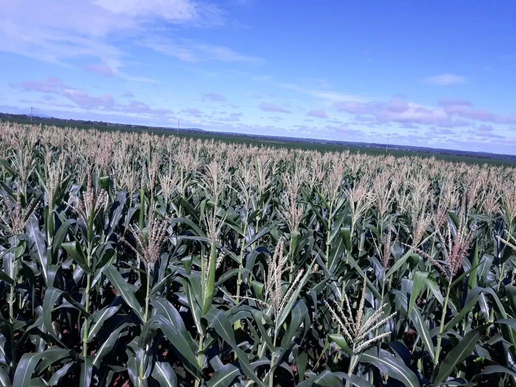 Fazenda à venda de 1.212 ha em Porangatu, GO, Brasil
