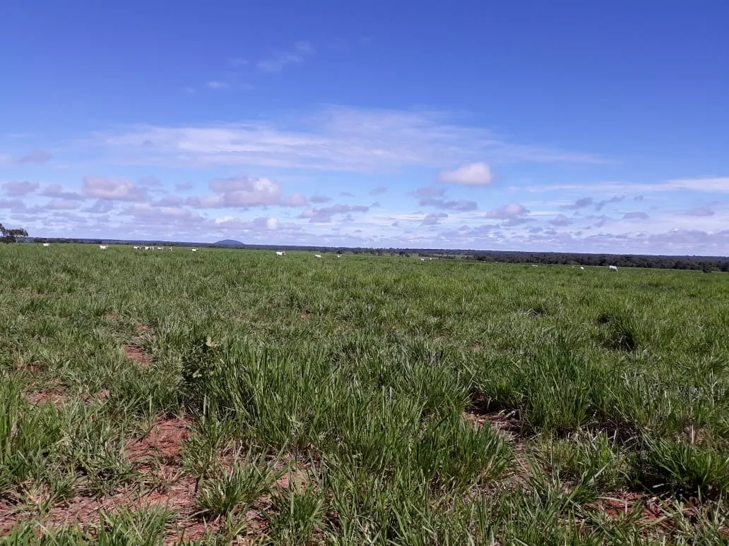 Fazenda à venda de 1.212 ha em Porangatu, GO, Brasil