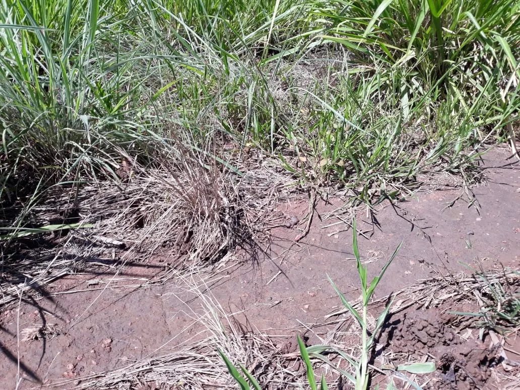 Fazenda à venda de 1.212 ha em Porangatu, GO, Brasil