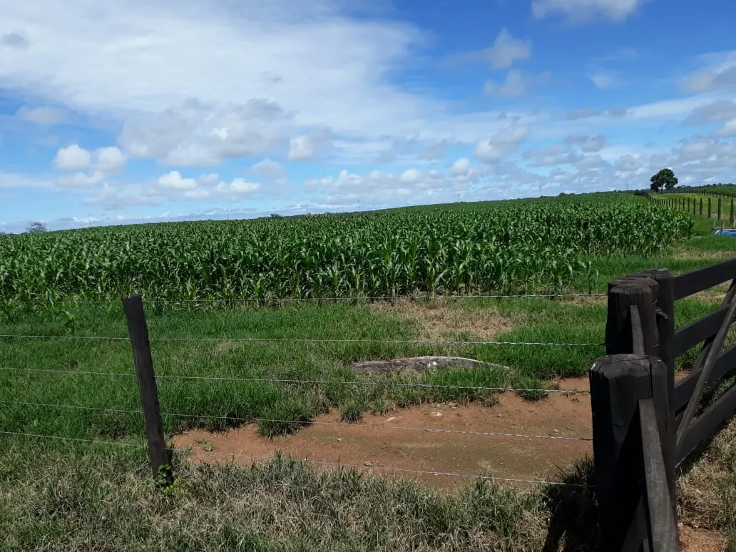 Fazenda à venda de 1.212 ha em Porangatu, GO, Brasil