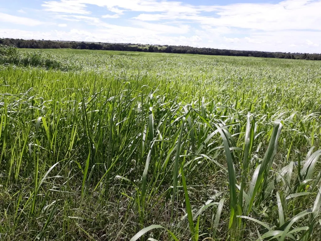 Fazenda à venda de 1.212 ha em Porangatu, GO, Brasil