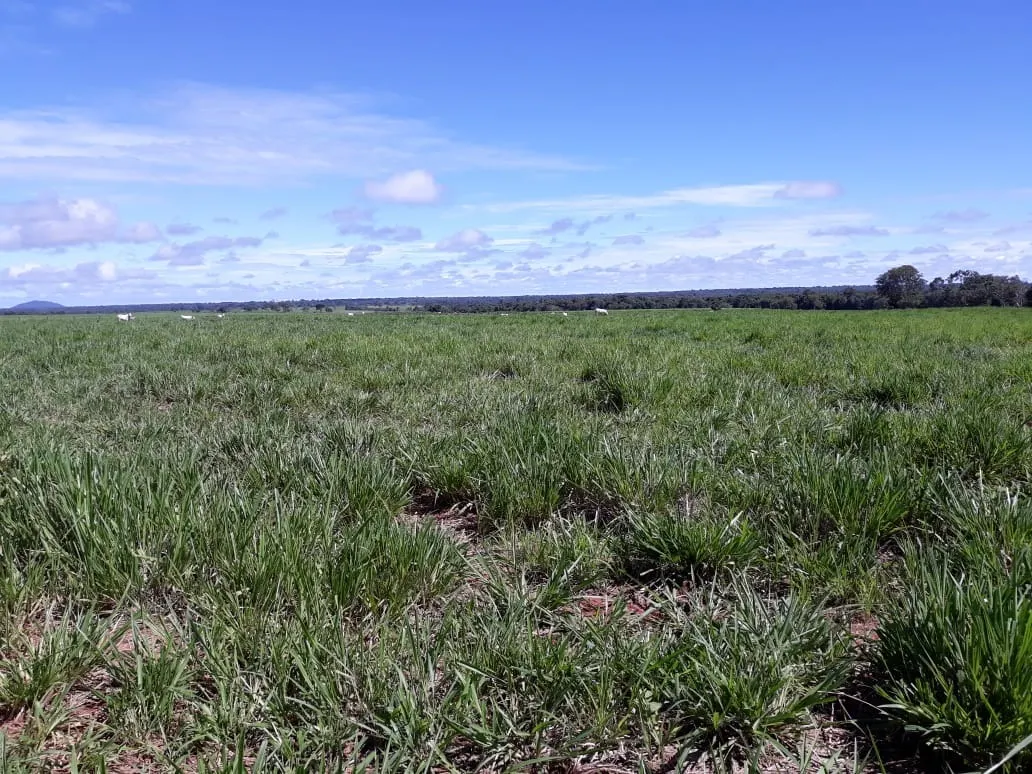 Fazenda à venda de 1.212 ha em Porangatu, GO, Brasil