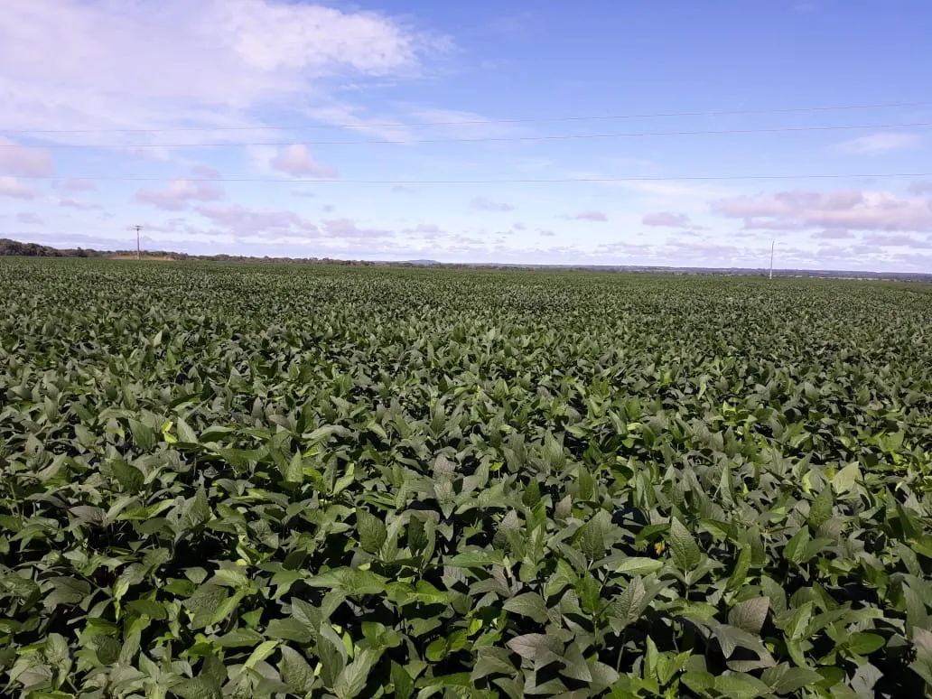 Fazenda à venda de 1.212 ha em Porangatu, GO, Brasil