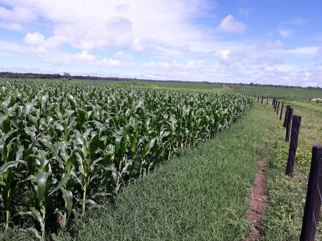 Fazenda à venda de 1.212 ha em Porangatu, GO, Brasil
