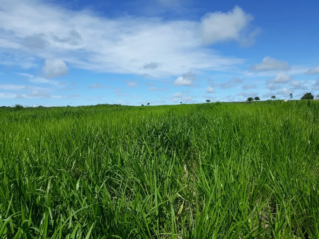 Fazenda à venda de 1.212 ha em Porangatu, GO, Brasil