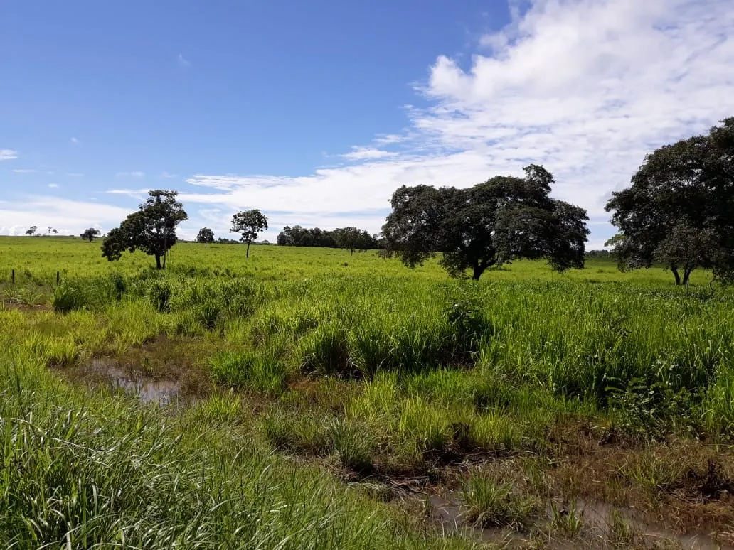 Fazenda à venda de 1.212 ha em Porangatu, GO, Brasil