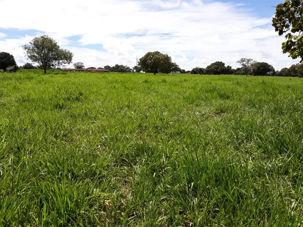 Fazenda à venda de 1.212 ha em Porangatu, GO, Brasil