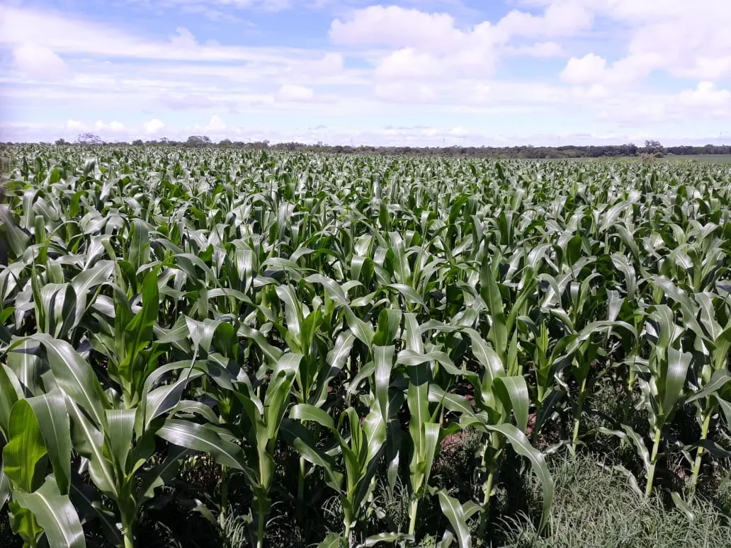 Fazenda à venda de 1.212 ha em Porangatu, GO, Brasil