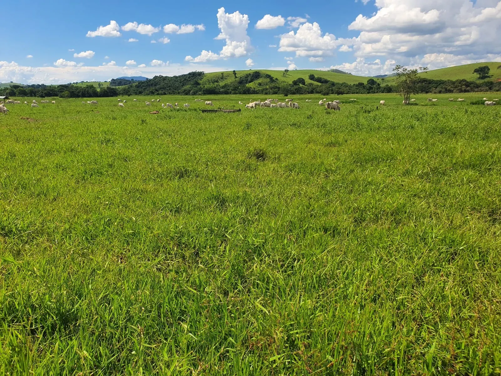 Fazenda à venda de 233 ha em Itajubá, MG, Brasil