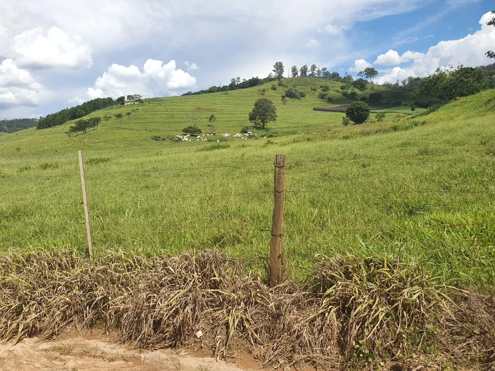 Fazenda à venda de 233 ha em Itajubá, MG, Brasil