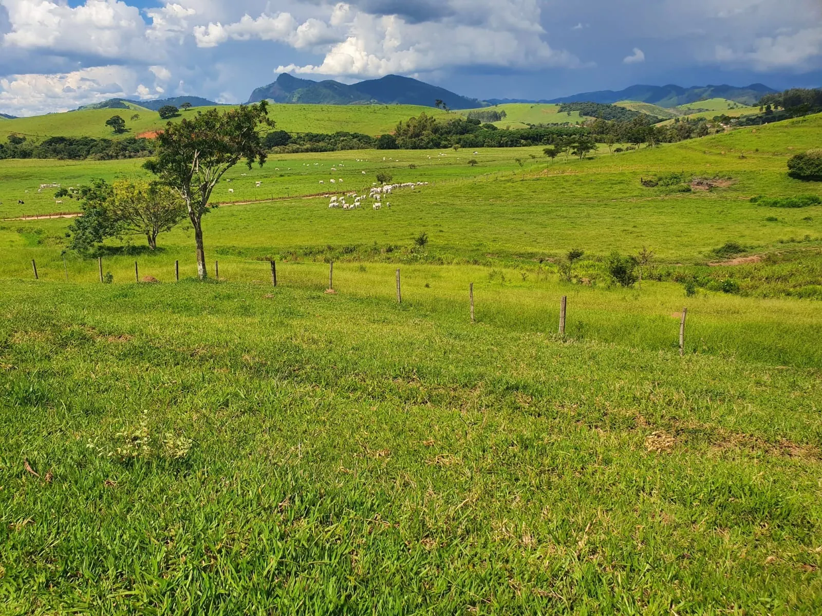 Fazenda à venda de 233 ha em Itajubá, MG, Brasil