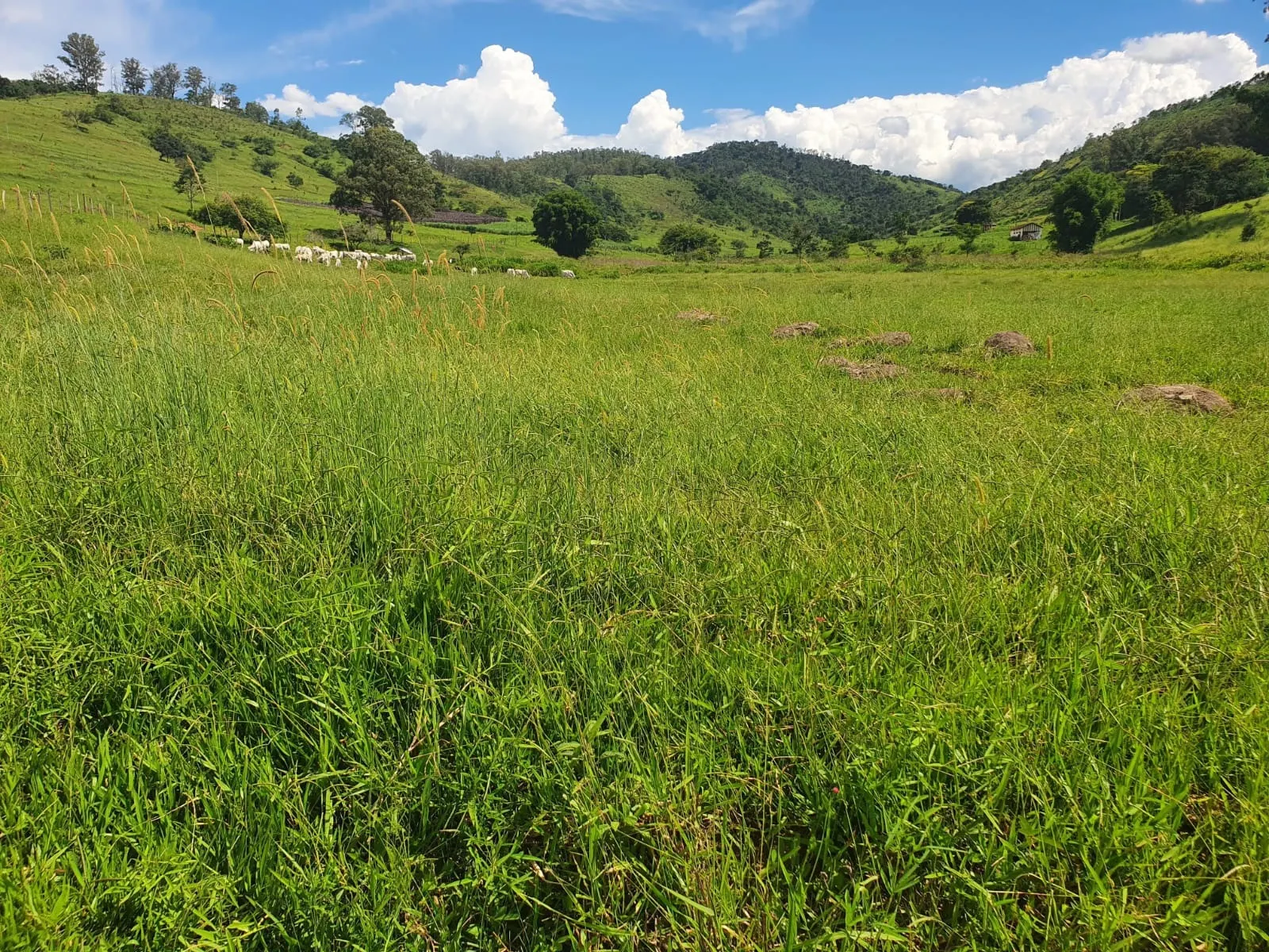 Fazenda à venda de 233 ha em Itajubá, MG, Brasil