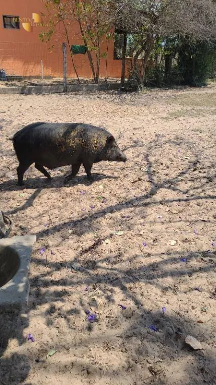 Fazenda à venda de 1.975 ha em Barão de Melgaço, MT, Brasil