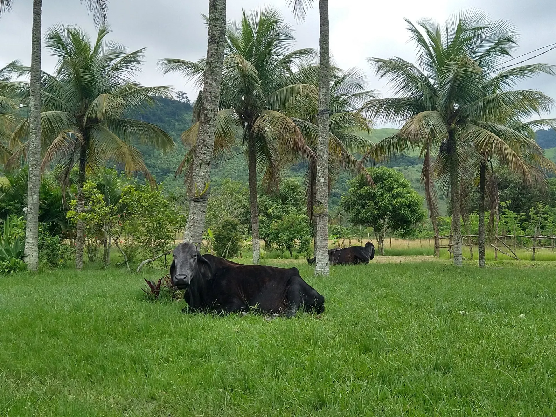 Sítio para Arrendar de 5 ha em Seropédica, RJ, Brasil
